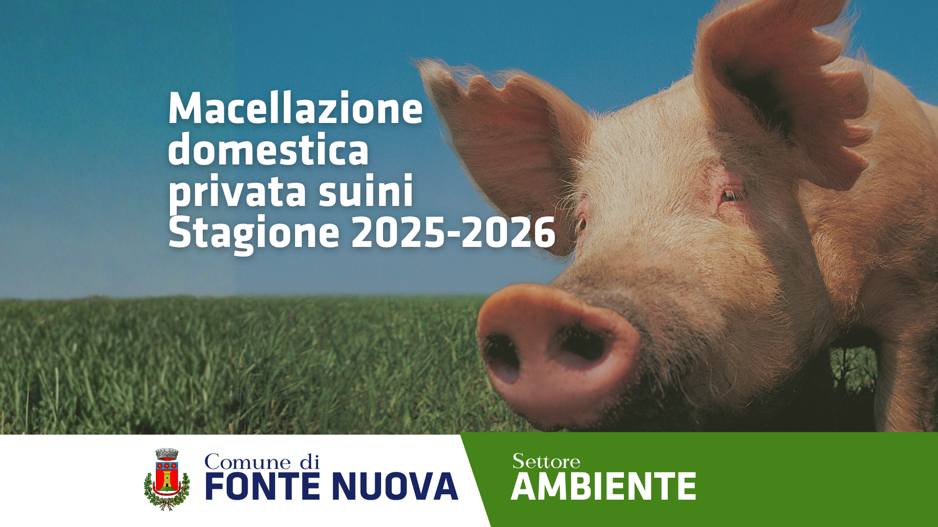 Macellazione domestica privata suini – Stagione 2025-2026